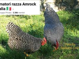 Amatori Razza Amrock Italia
