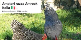 Amatori Razza Amrock Italia