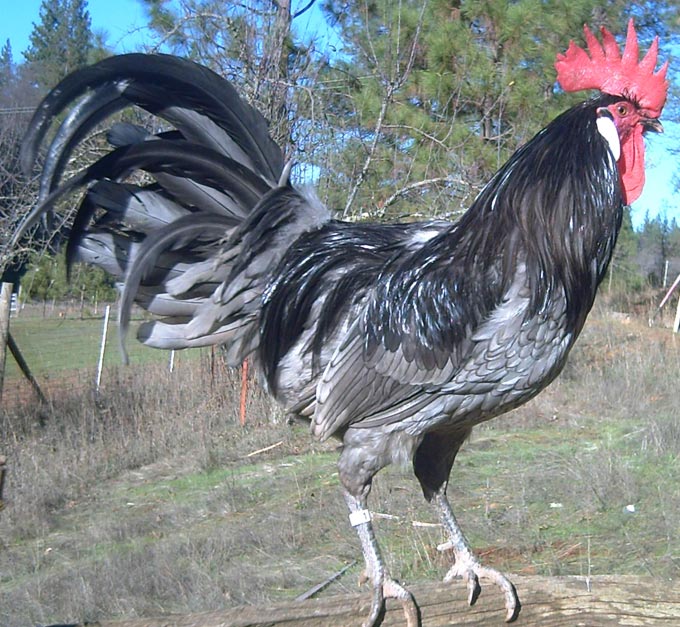 Gallo di razza Andalusa