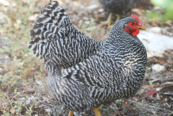 Gallina di razza Amrock