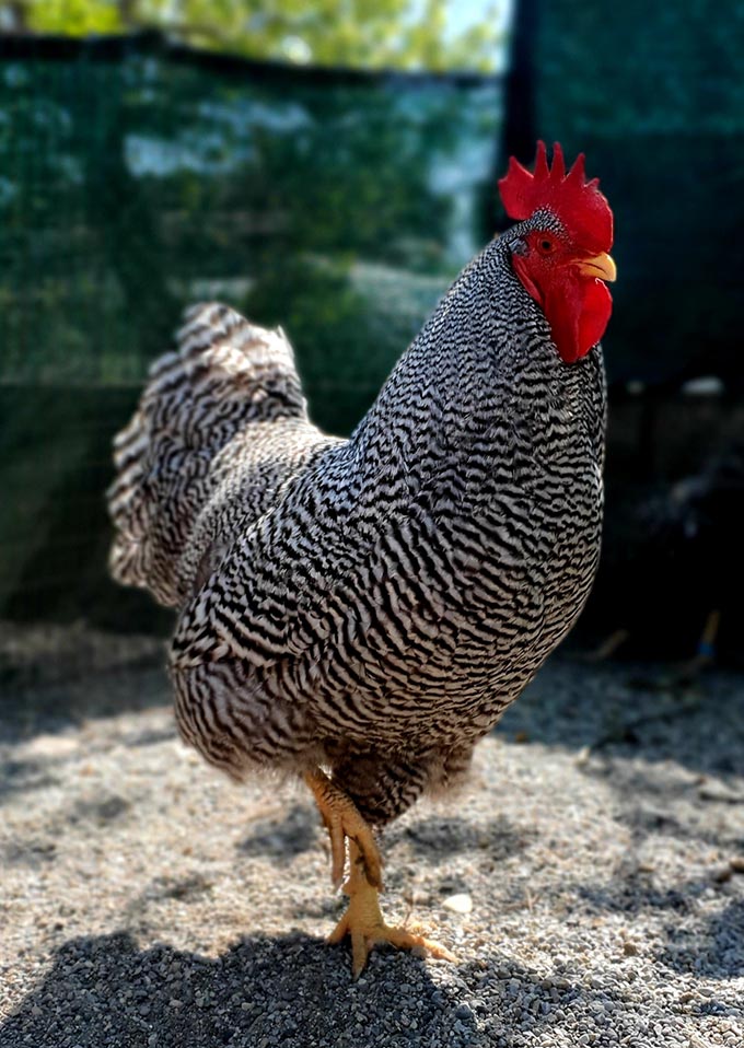 Gallo di razza Amrock