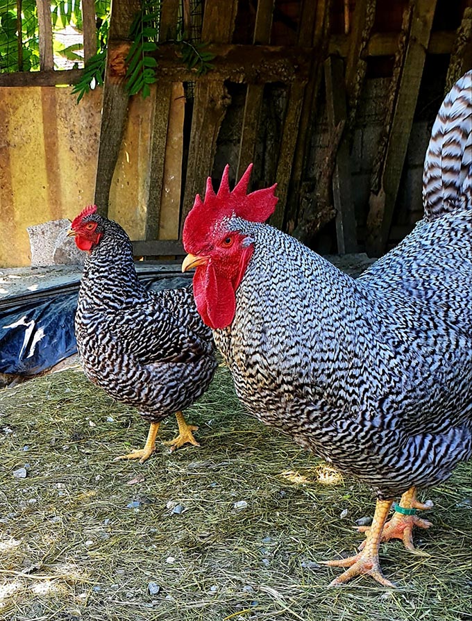 Gallo e gallina (coppia) di razza Amrock