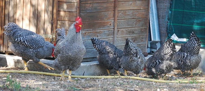 Pollai con gallo e galline di razza Amrock