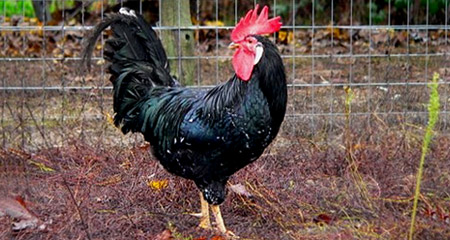 Gallo di razza Ancona