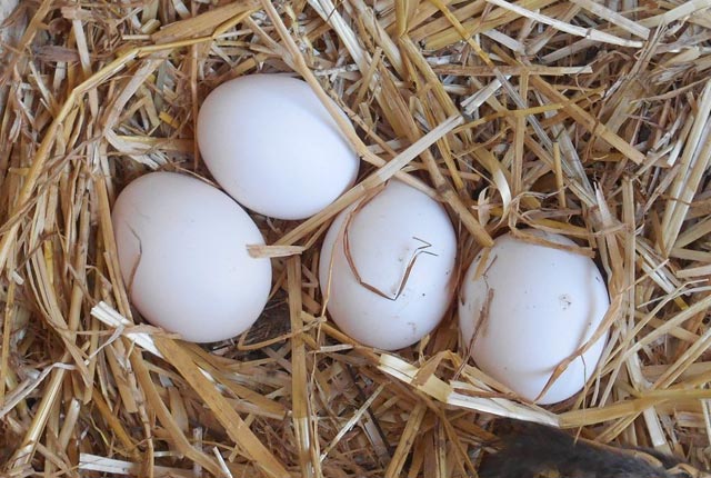 Uova guscio bianco razza Ancona deposte nel nido del pollaio