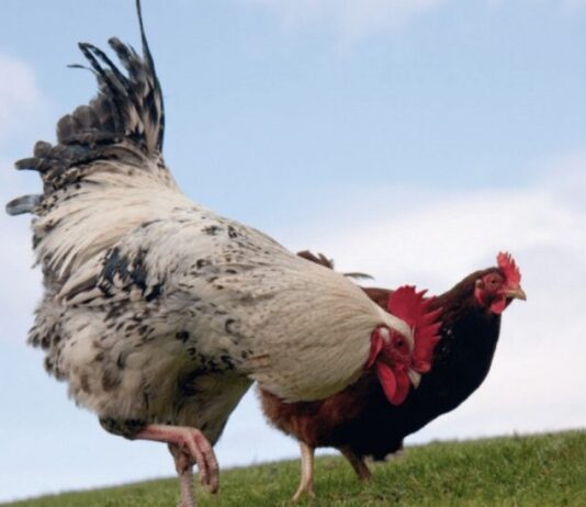 Come respira una gallina - Scopri il suo sistema respiratorio