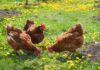 Riflesso di conservazione nelle galline
