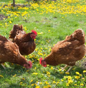 Riflesso di conservazione nelle galline
