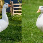 Differenza tra papera e anatra