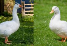 Differenza tra papera e anatra