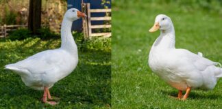 Differenza tra papera e anatra