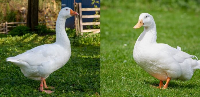 Differenza tra papera e anatra