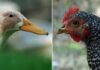 Becco degli uccelli: anatomia e differenze tra galliformi e anatidi