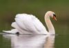 Cigno: guida completa all’allevamento e curiosità Cigno: guida completa all'allevamento e curiosità
