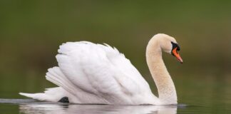 Cigno: guida completa all’allevamento e curiosità Cigno: guida completa all'allevamento e curiosità