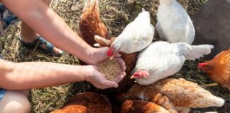 Gallina: guida completa all’allevamento e curiosità Gallina: guida completa all'allevamento e curiosità