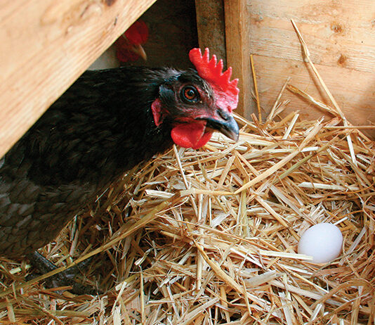 Galline ovaiole: faq su deposizione delle uova Galline ovaiole: faq su deposizione delle uova