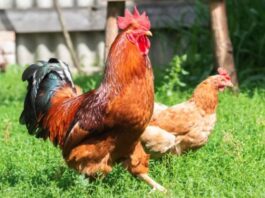 Gallo o gallina: come riconoscerli