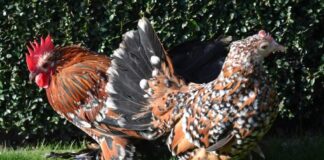 Galline nane: quali sono? Depongono le uova? Razze bantam: faq su quali sono e deposizione uova