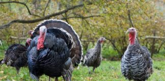 Tacchino: guida completa all’allevamento e curiosità Tacchino: guida completa all'allevamento e curiosità