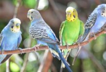 Cocorita (parrocchetto ondulato): guida completa all'allevamento e curiosità