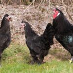 Gallina Breda (Kraaikop): razza olandese senza cresta e zampe piumate Gallina razza Breda