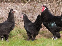 Gallina razza Breda