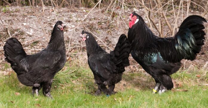 Gallina razza Breda Gallina razza Breda