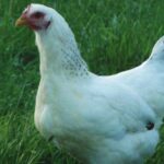 Gallina Delaware: razza americana dal piumaggio bianco e striature nere Gallina razza Delaware