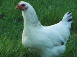 Gallina razza Delaware