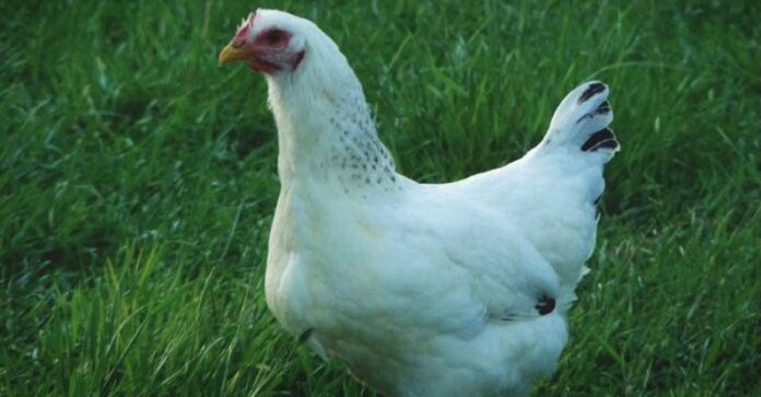 Gallina razza Delaware Gallina razza Delaware