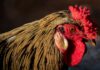 Gallina razza Redcap