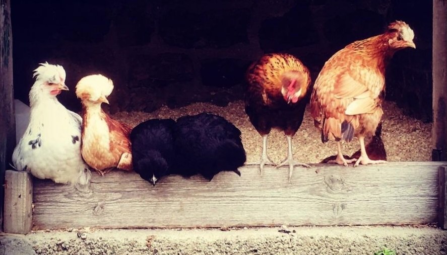 Galline Shetland in varie colorazioni