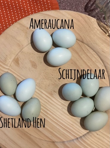 Uova dal guscio verde delle Shetland paragonato a quello di altre razze