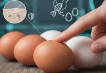 Cuticola dell’uovo: cos’è e che funzioni svolge Cuticola dell'uovo: cos'è e che funzioni svolge