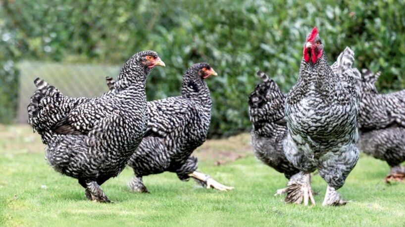 Gallina Malines a testa di tacchino