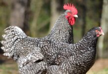 Gallina Malines: il gigante gentile delle Fiandre Gallina razza Malines: il gigante gentile delle Fiandre