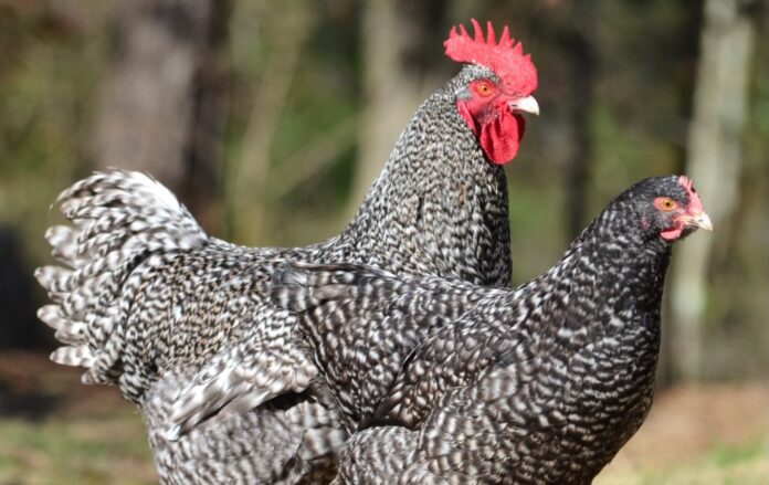 Gallina razza Malines: il gigante gentile delle Fiandre Gallina razza Malines: il gigante gentile delle Fiandre