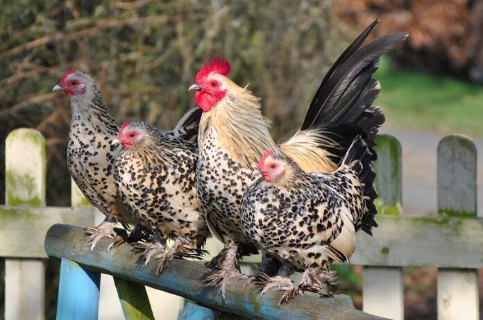 Gallina Sabelpot - Nana Calzata Gallina Sabelpot - Nana Calzata