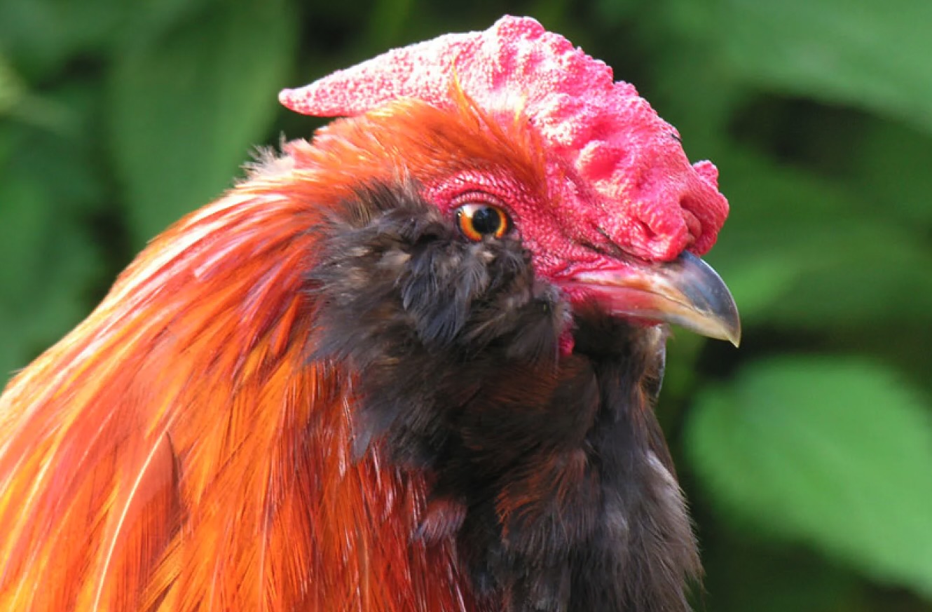 Appenzellese barbuta, primo piano con barba e cresta a rosa