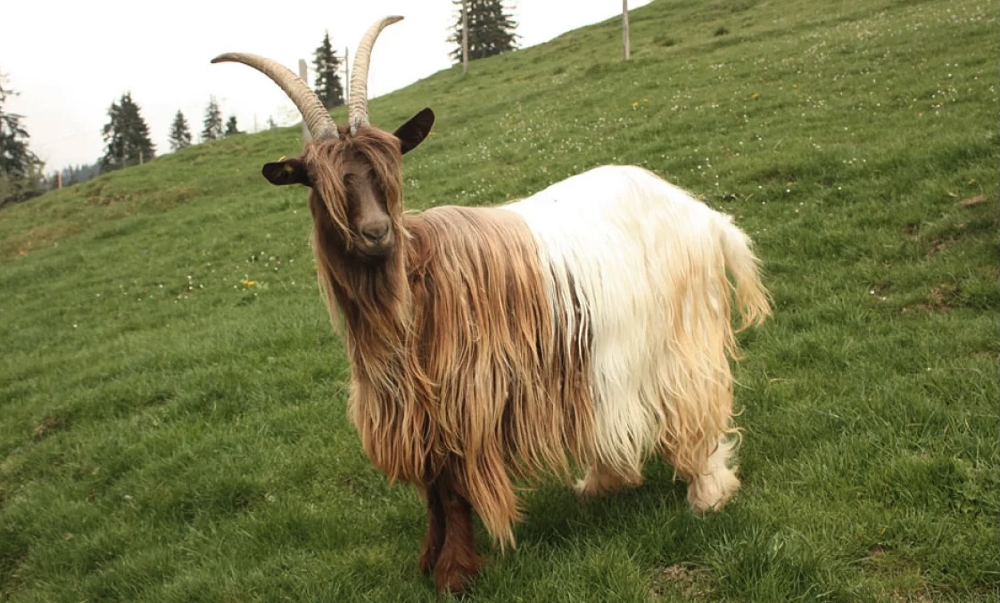 Capra Vallesana dal collo rosso