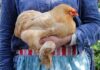Come prendere in braccio le galline (e altri avicoli): guida al contatto gentile Come prendere in braccio le galline (e altri avicoli): guida al contatto gentile
