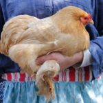 Come prendere in braccio le galline (e altri avicoli): guida al contatto gentile Come prendere in braccio le galline (e altri avicoli): guida al contatto gentile