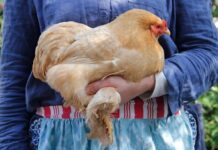 Come prendere in braccio le galline (e altri avicoli): guida al contatto gentile Come prendere in braccio le galline (e altri avicoli): guida al contatto gentile
