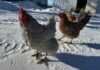 Come proteggere le galline dal freddo: guida completa Come proteggere le galline dal freddo
