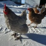 Come proteggere le galline dal freddo: guida completa Come proteggere le galline dal freddo