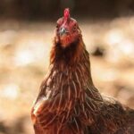 Gallina Darag: razza delle Filippine discendente del gallo rosso della giungla Gallina razza Darag