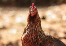 Gallina Darag: razza delle Filippine discendente del gallo rosso della giungla Gallina razza Darag