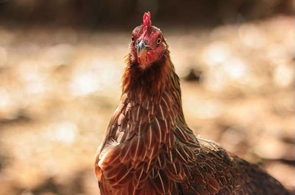 Gallina razza Darag Gallina razza Darag