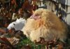 Galline anziane: come prendersi cura di loro quando smettono di deporre Galline anziane: come prendersi cura di loro quando smettono di deporre